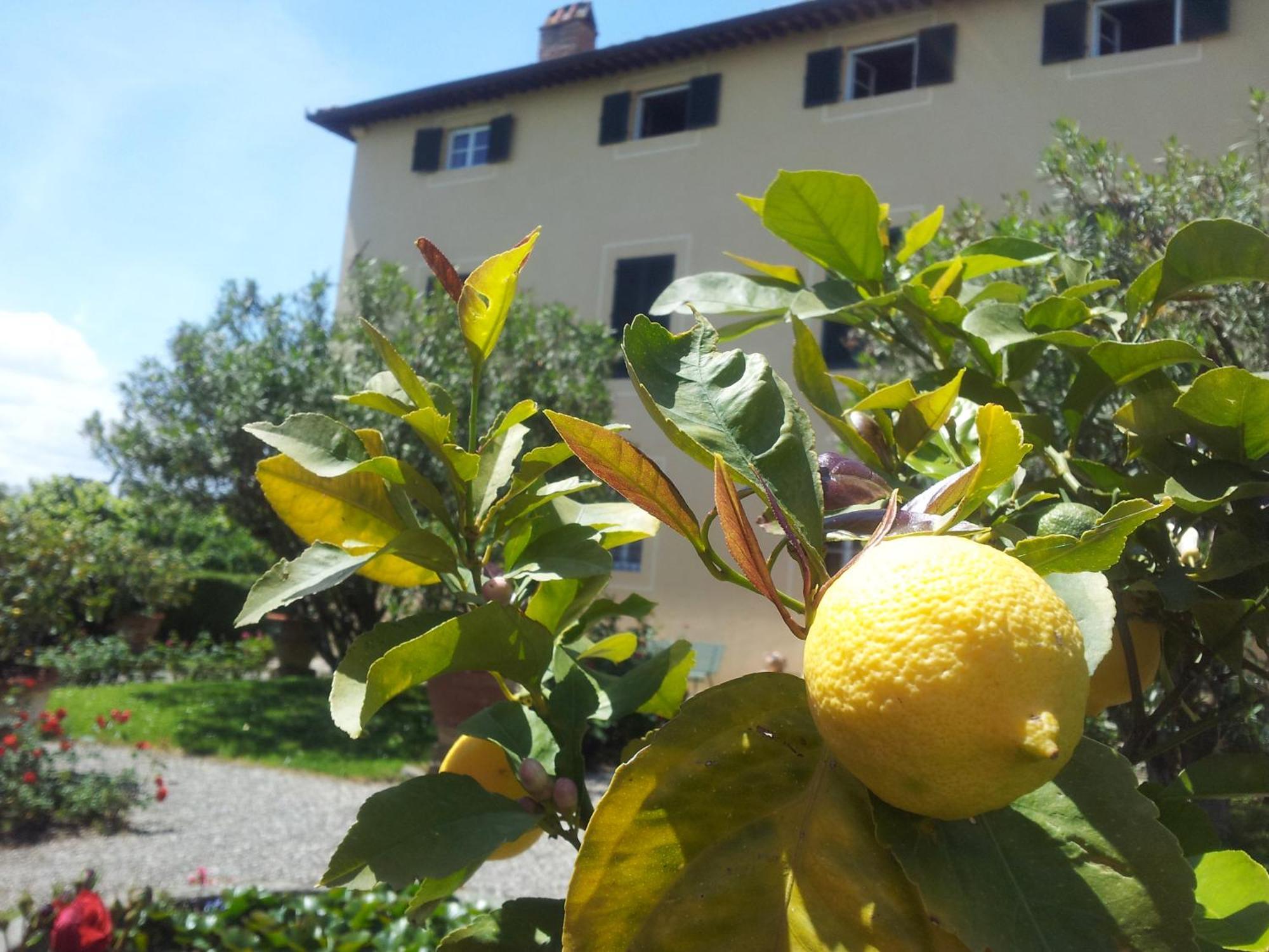 Fattoria Gambaro Di Petrognano Villa Collodi Eksteriør bilde