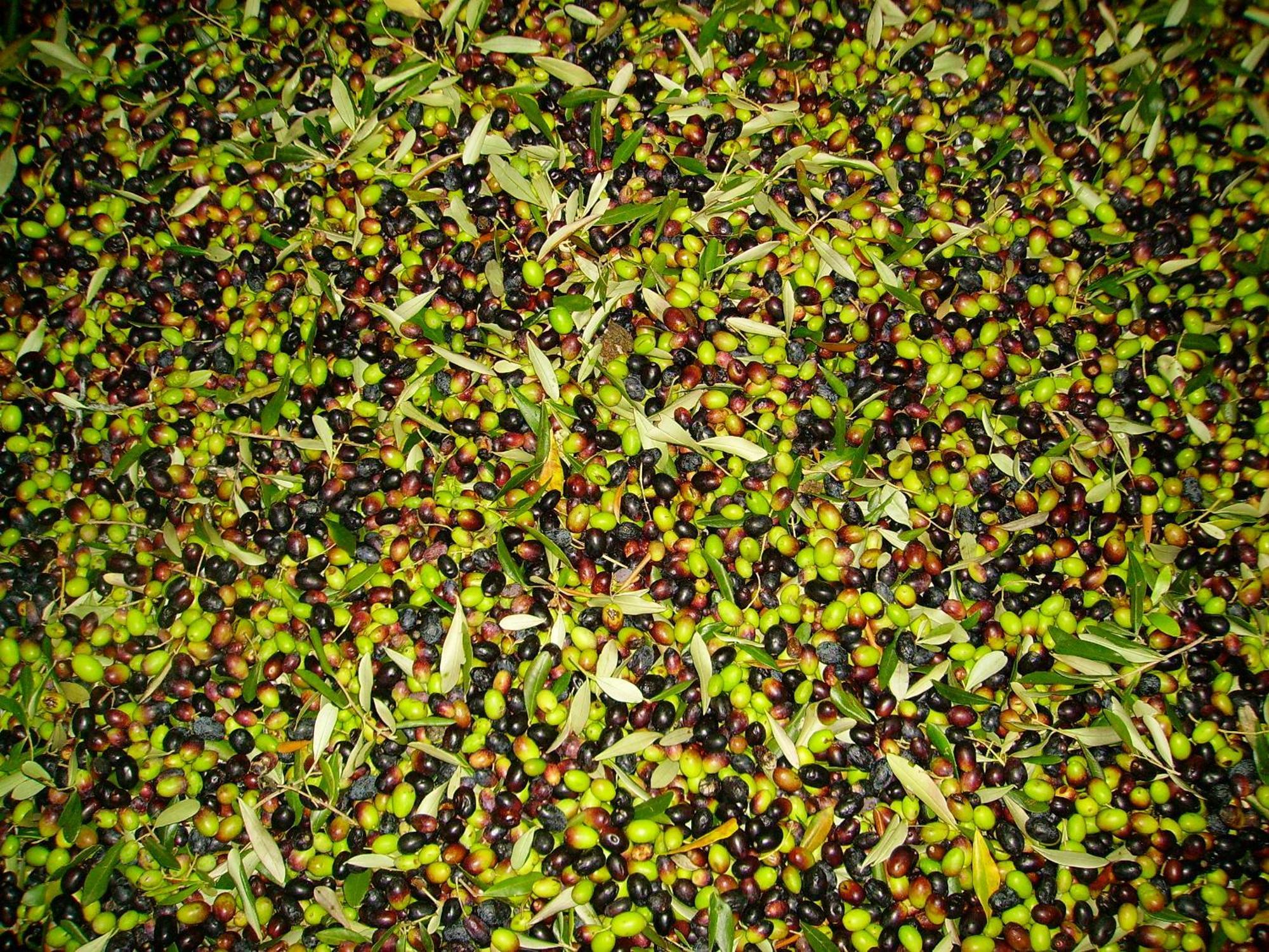 Fattoria Gambaro Di Petrognano Villa Collodi Eksteriør bilde