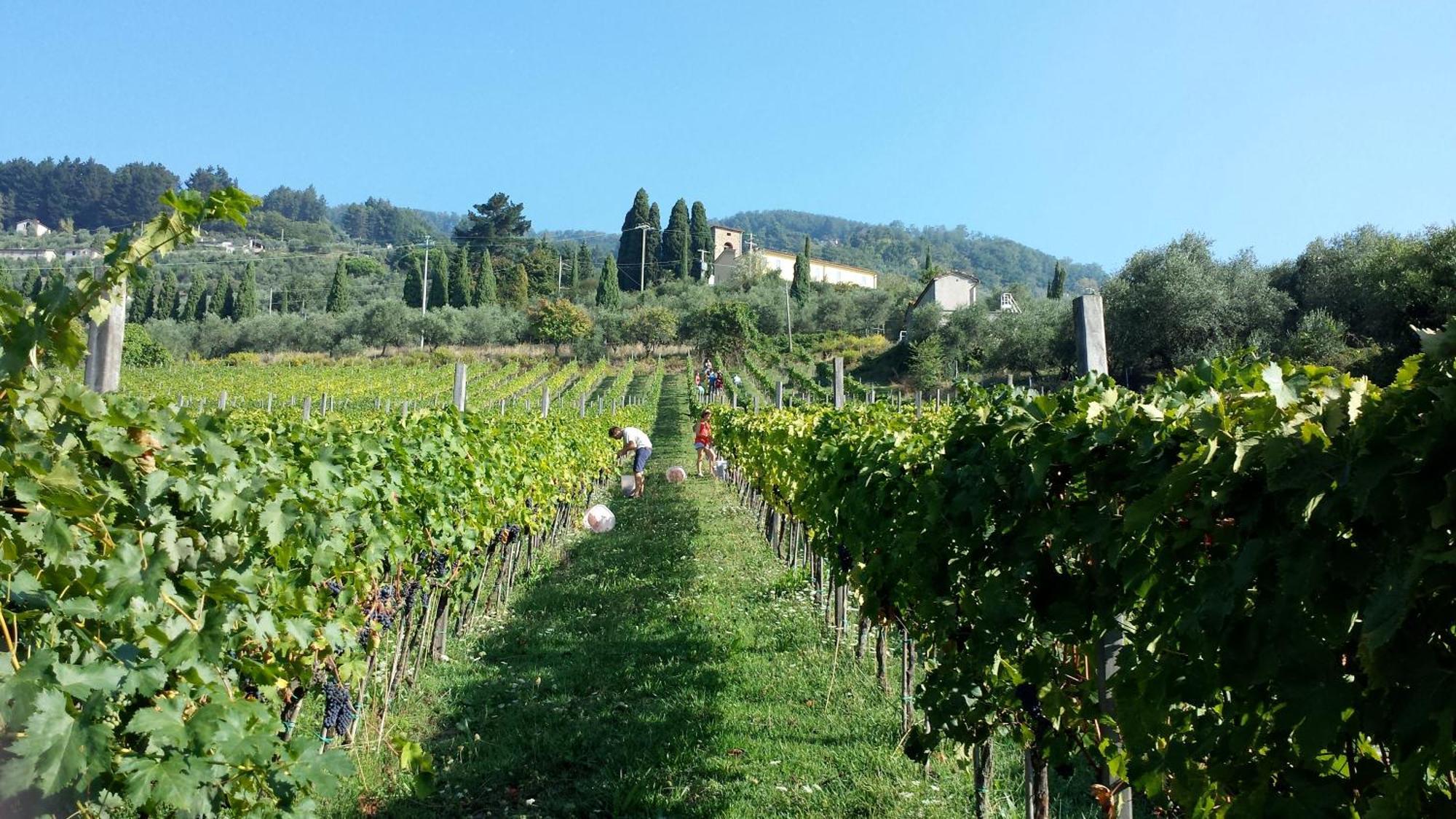 Fattoria Gambaro Di Petrognano Villa Collodi Eksteriør bilde