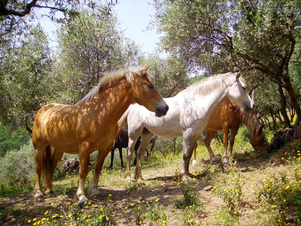 Fattoria Gambaro Di Petrognano Villa Collodi Eksteriør bilde